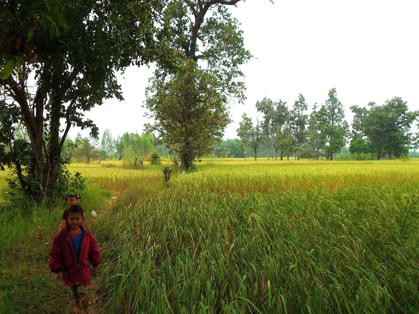 Two children walk on a dirt path through vibrant green rice fields, framed by large trees under an overcast sky in Amnat Charoen province.