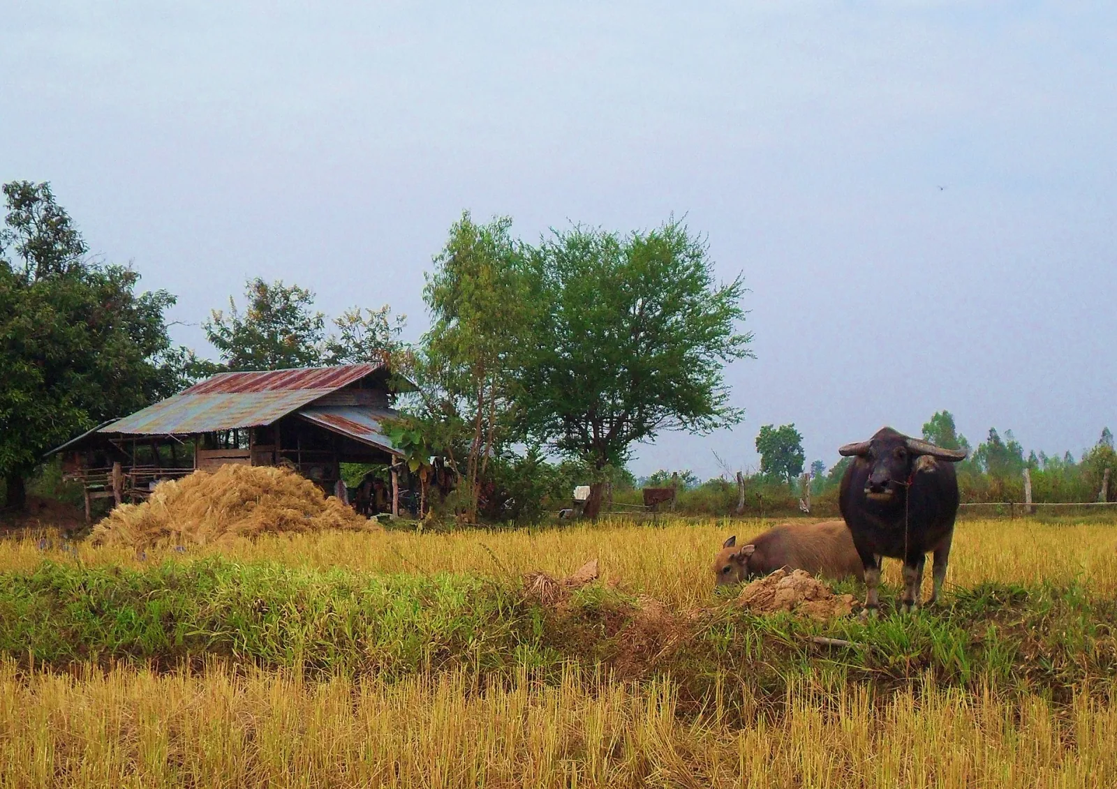 Two water buffaloes stand and lie in a golden harvested rice field, with a rustic wooden hut and green trees in the background under a light sky.