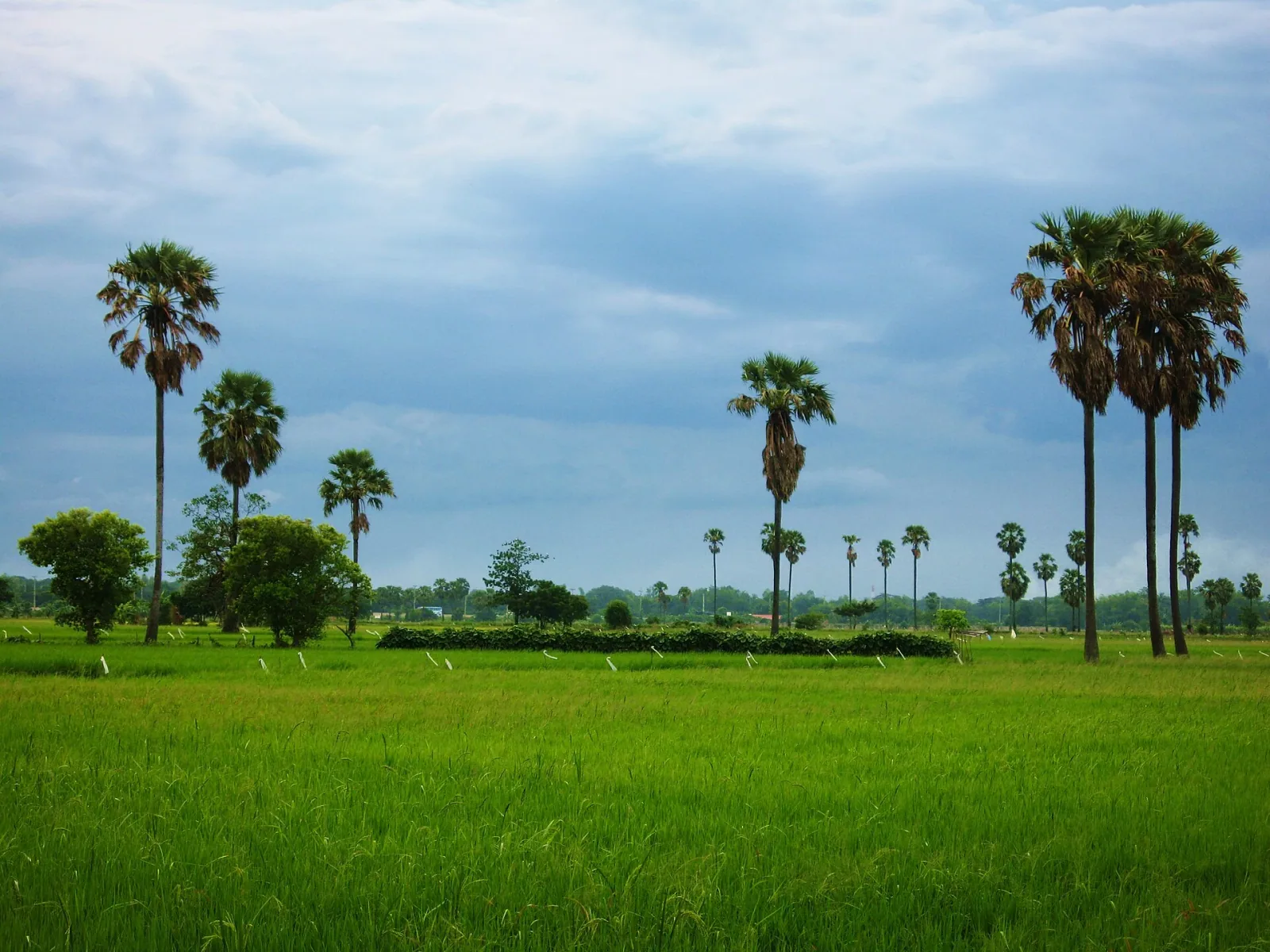 A lush green rice field under a cloudy sky, with several tall sugar palm trees scattered across the landscape.
