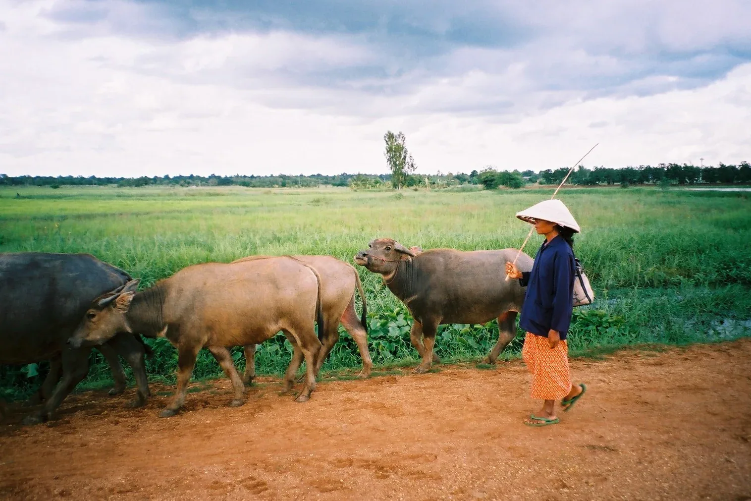 A person in a conical hat walks on a dirt path, guiding water buffaloes past a green field in rural Chaiyaphum province.