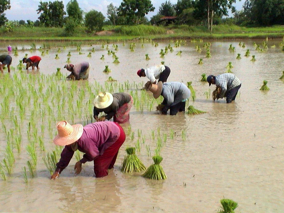 Several farmers in wide-brimmed hats are bent over in a flooded rice paddy, planting green rice seedlings into the muddy water. Bundles of seedlings are scattered around them.