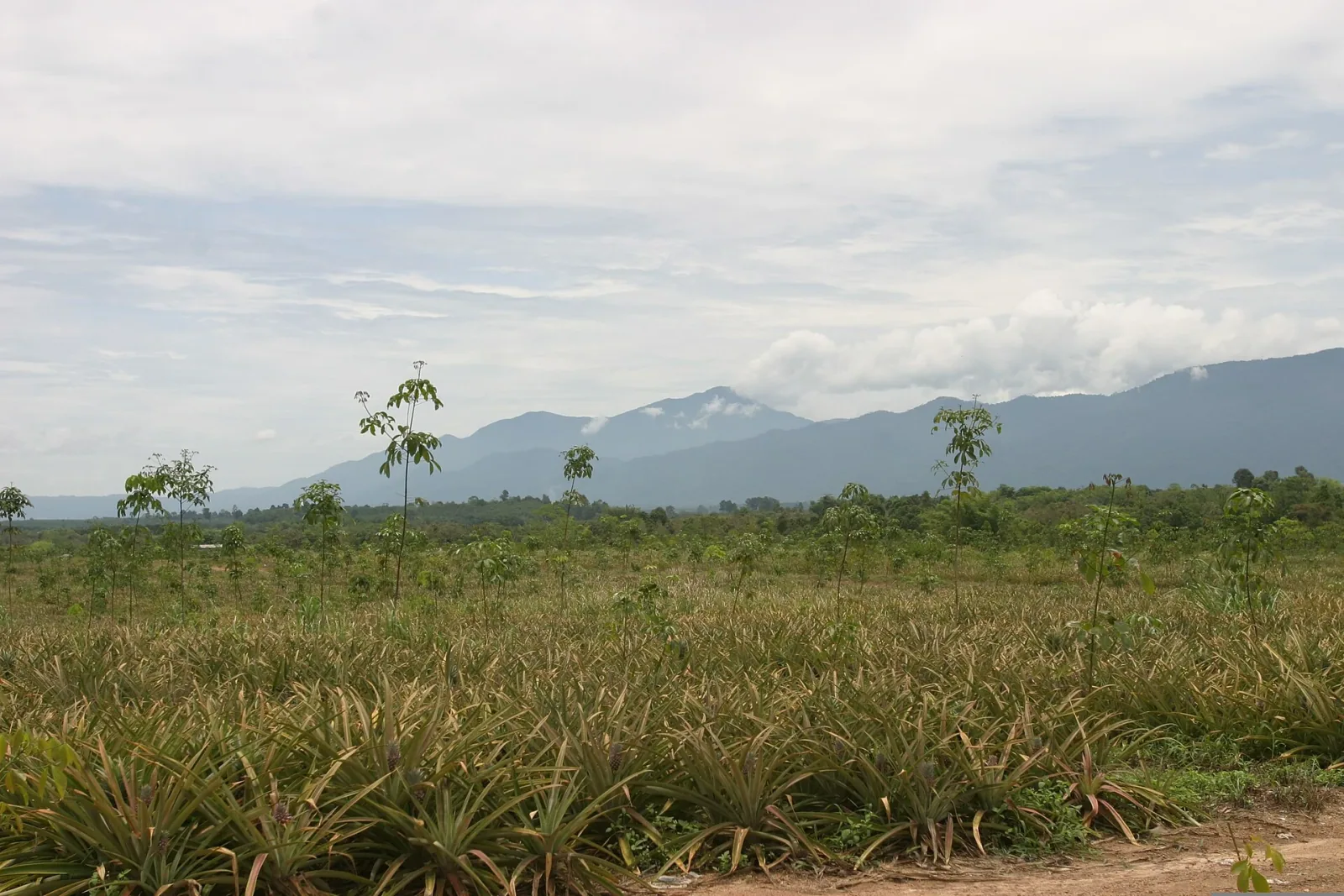 Rows of pineapple plants stretch across a farm field, with scattered taller trees and hazy mountains in the background under an overcast sky.