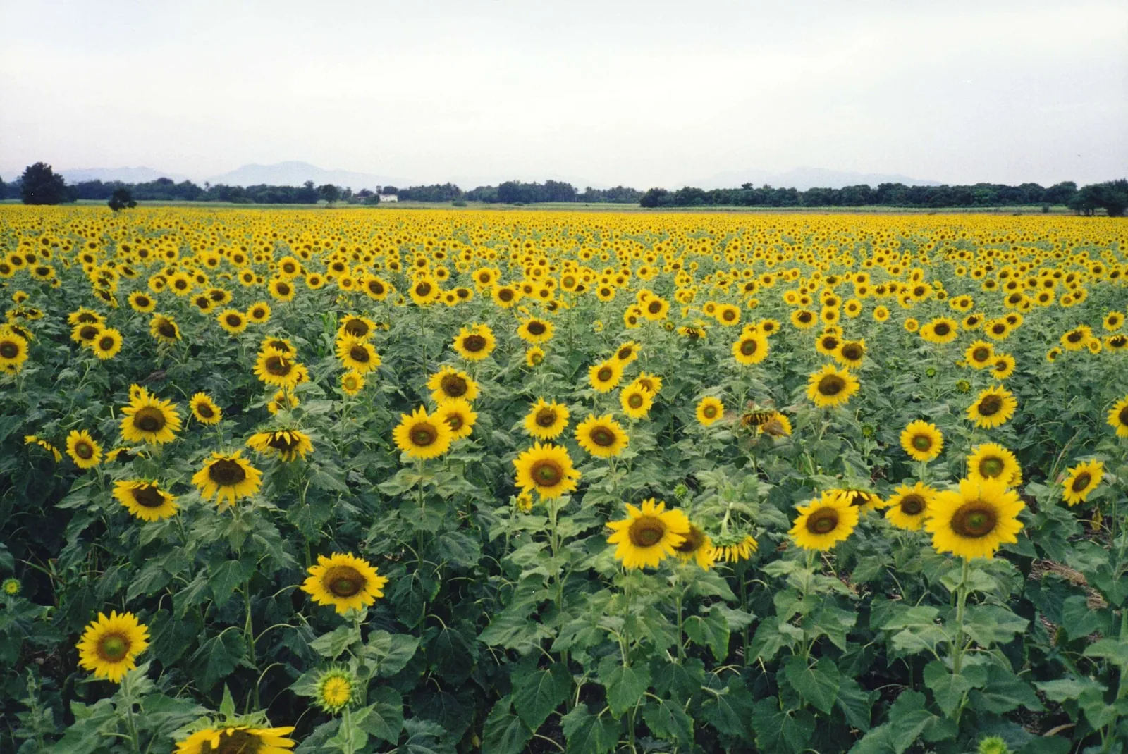 An expansive field of bright yellow sunflowers stretches towards a distant tree line and mountains under a pale sky in Lopburi, Thailand.