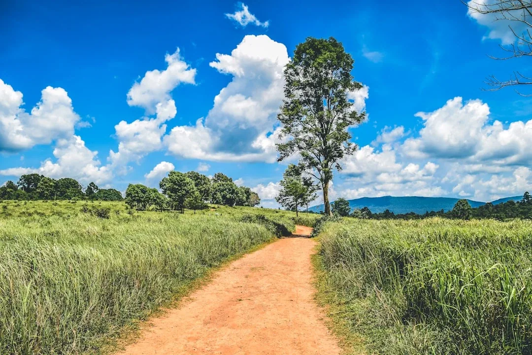 A dirt path cuts through a vibrant green field with a tall tree under a bright blue sky in Khao Yai National Park, Nakhon Ratchasima.