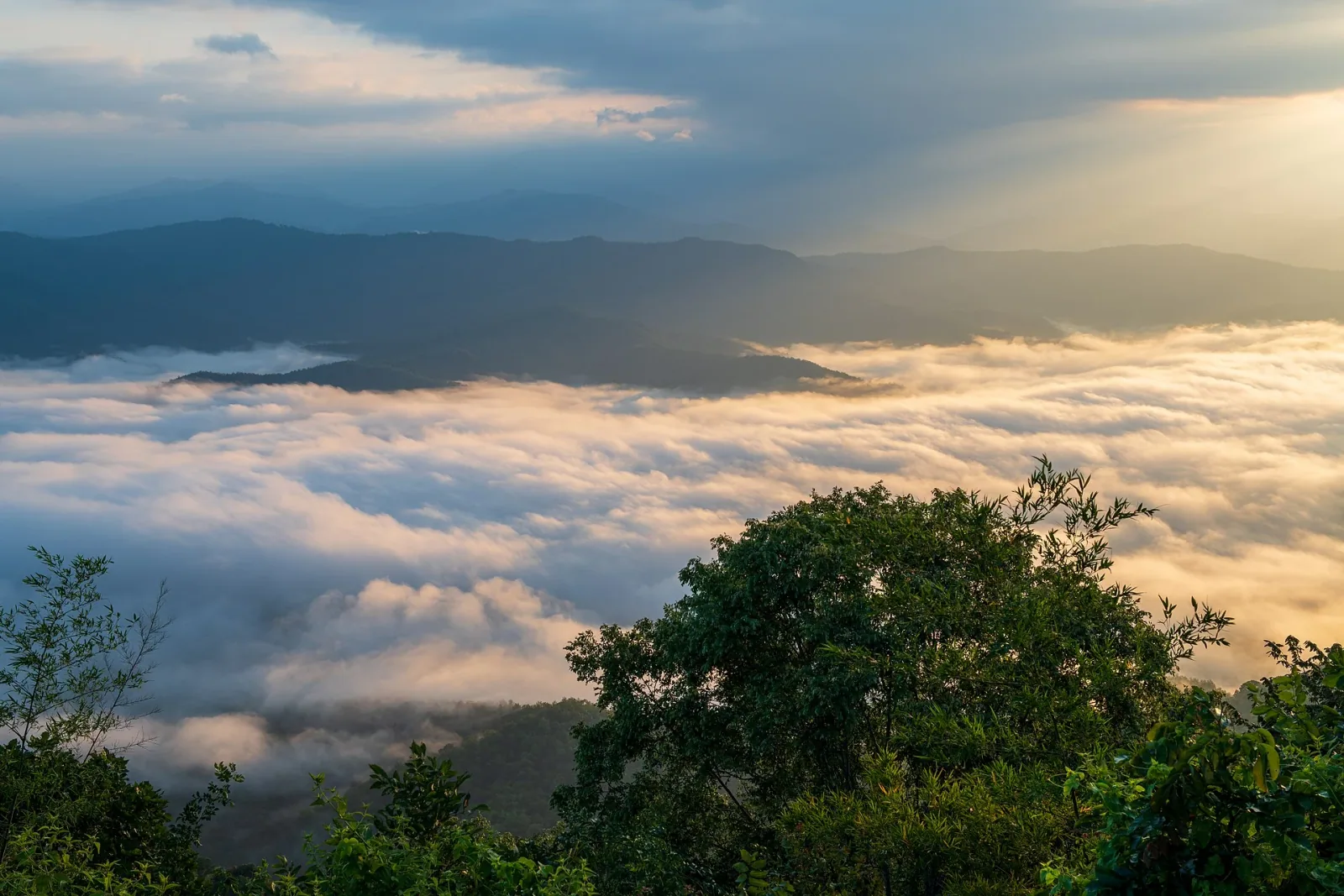 Panoramic view from Doi Samoe Dao showing a vast sea of clouds filling a valley with mountain peaks rising above, illuminated by golden sunlight breaking through a cloudy sky, with green trees in the foreground.