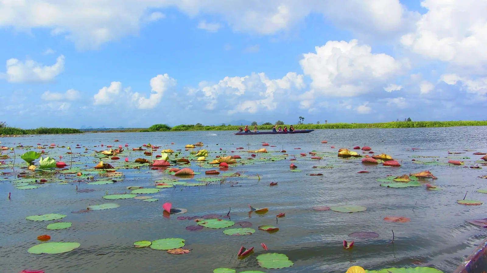 A wide shot of Thale Noi lake in Phatthalung, Thailand, showing a vast expanse of water covered with green and reddish-pink water lily pads. A traditional longtail boat with several passengers moves across the lake in the middle distance, under a bright blue sky with fluffy white clouds.