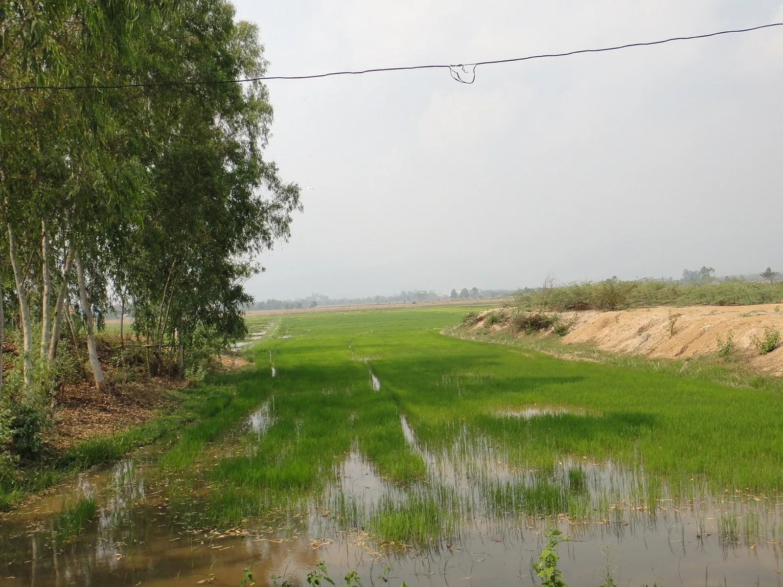 A rural landscape in Phayao province, Thailand, showing flooded rice paddies with young green plants, bordered by trees on the left and an earthen bank on the right, under a hazy sky.