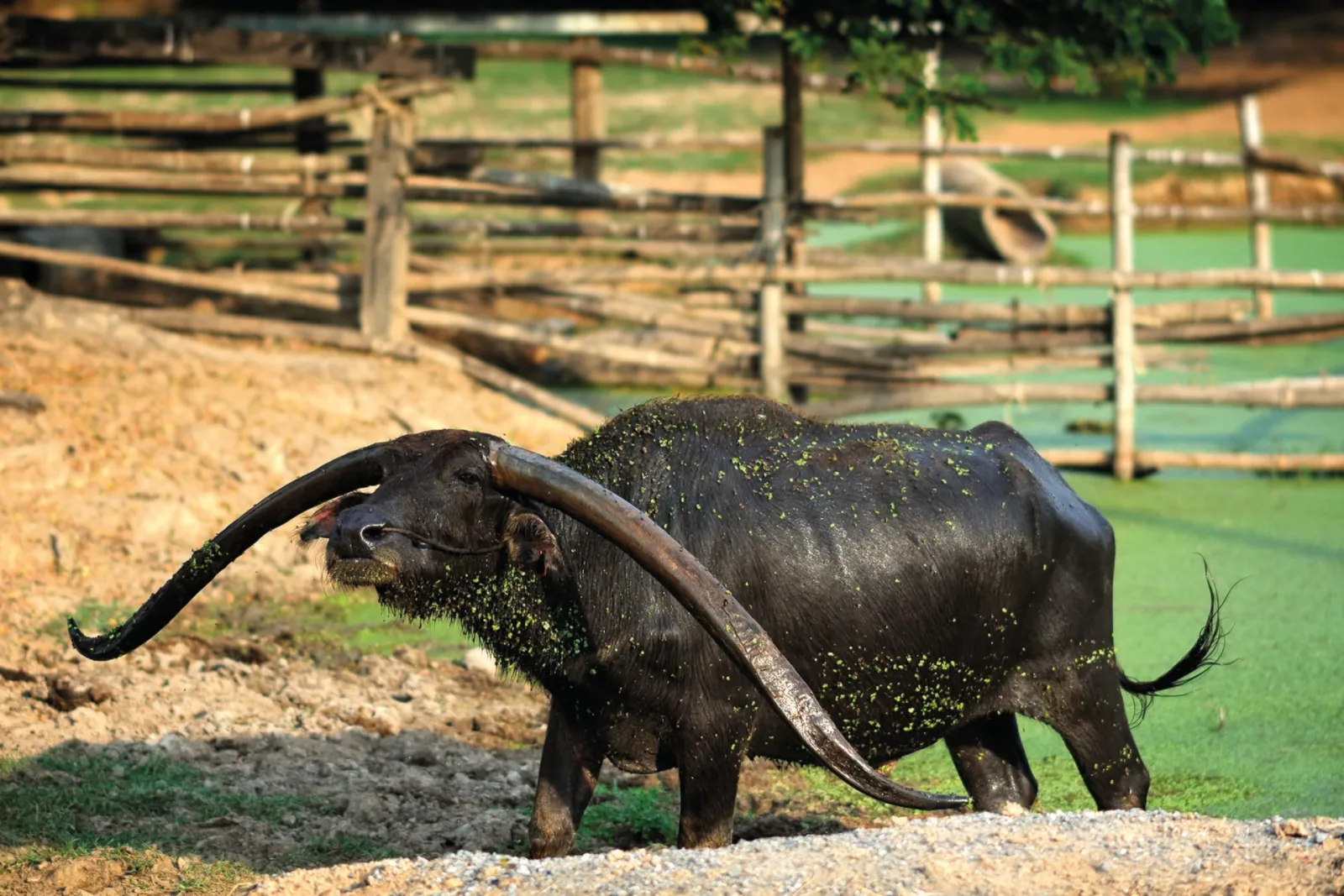 A large, dark water buffalo with long, curved horns stands by a green pond, covered in some green algae, with a wooden fence behind it.