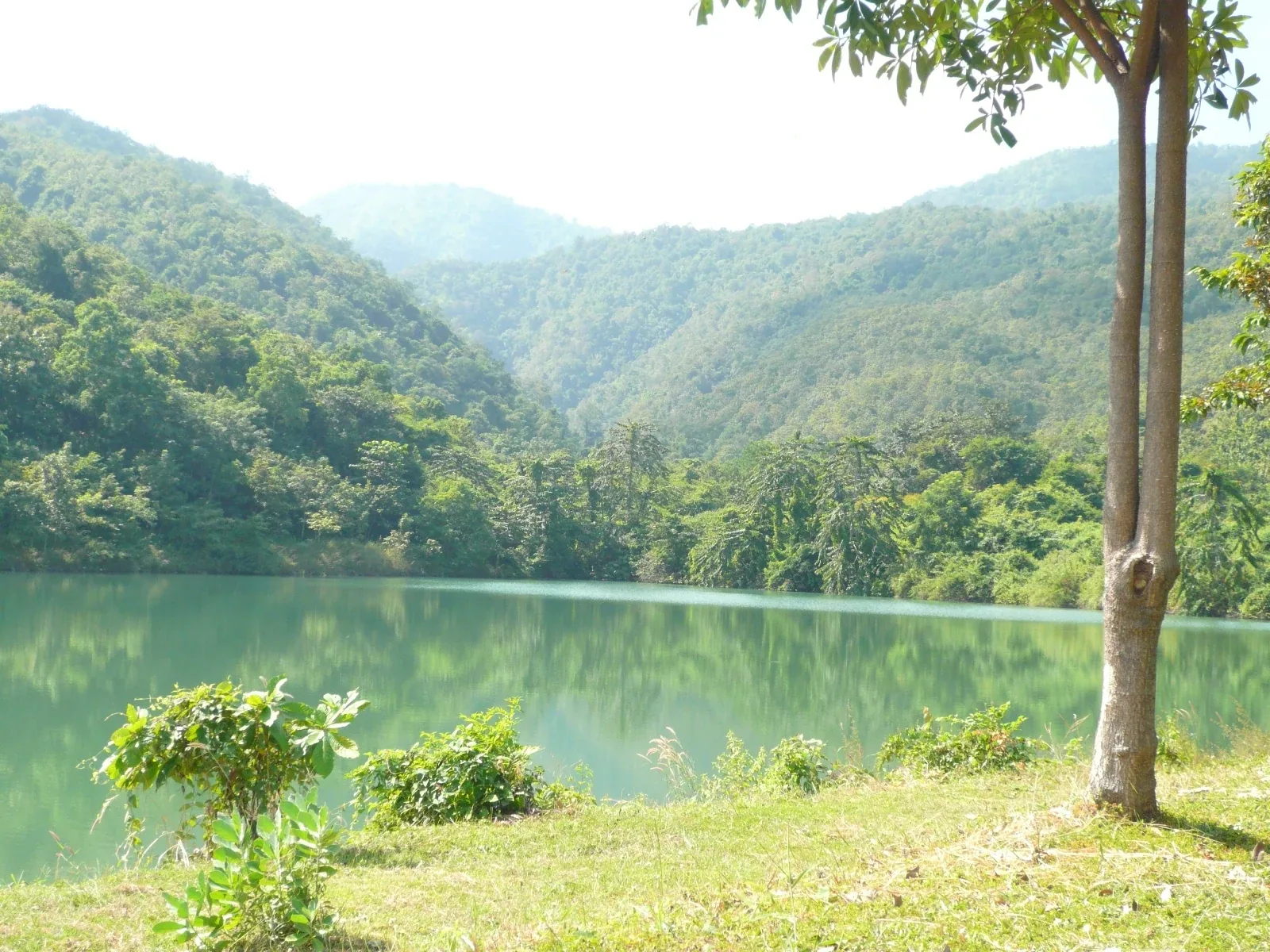 A calm green lake surrounded by lush, tree-covered mountains under a hazy sky, with grass and a tree trunk in the foreground.