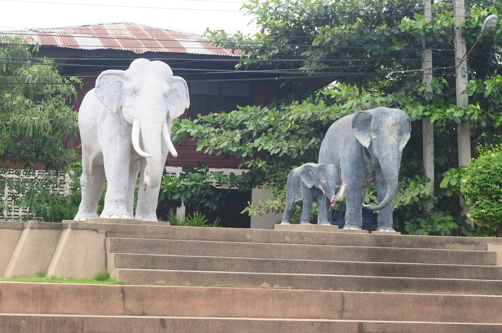 Three elephant statues, one white adult, one grey adult, and one grey baby, stand on a tiered concrete platform in Surin province.