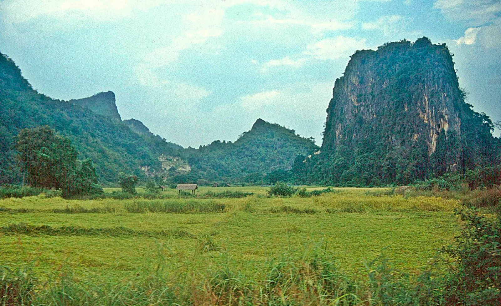 A wide green rice field with a small wooden hut, backed by several large, tree-covered limestone karst mountains under a blue sky with white clouds.