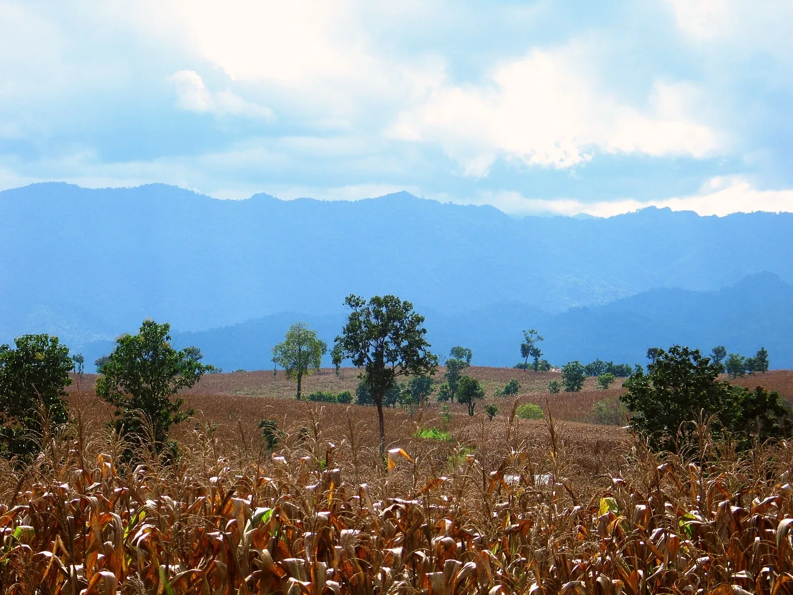 View over dry, golden cornfields and scattered green trees towards hazy blue mountains under a cloudy sky, representing the border region of Tak province, Thailand.