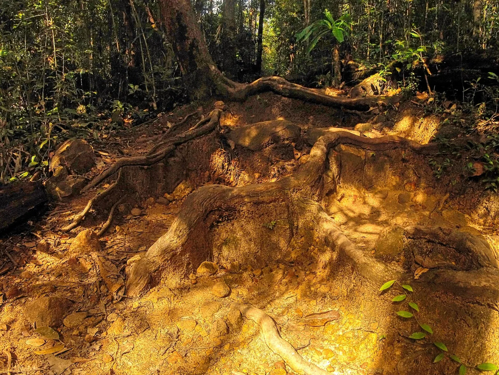 A sunlit dirt hiking trail with prominent tree roots winding through a lush tropical forest on Koh Chang, Trat province.
