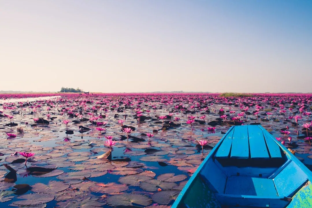 A blue boat navigates through a vast lake covered in vibrant pink lotus flowers under a clear sky in Udon Thani, Thailand.